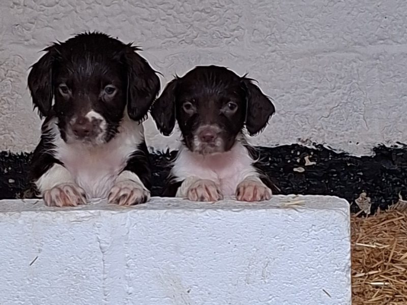 Working English Springer Spaniel Puppies