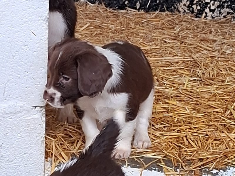 Working English Springer Spaniel Puppies