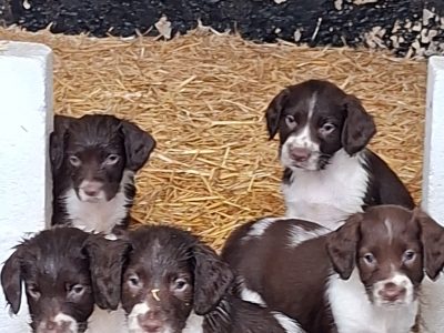 Working English Springer Spaniel Puppies