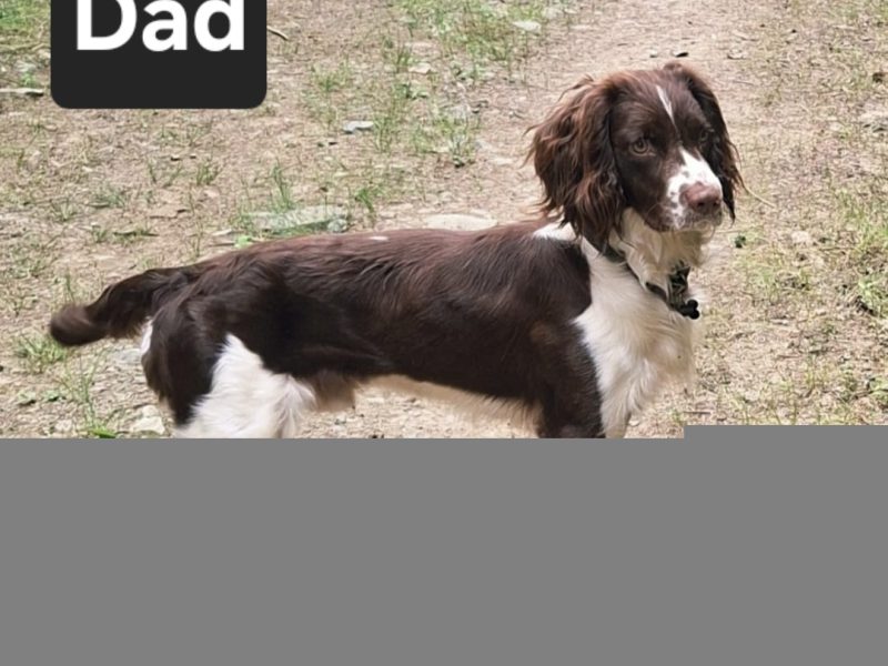 Working English Springer Spaniel Puppies
