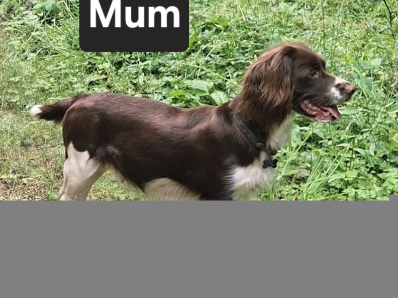 Working English Springer Spaniel Puppies