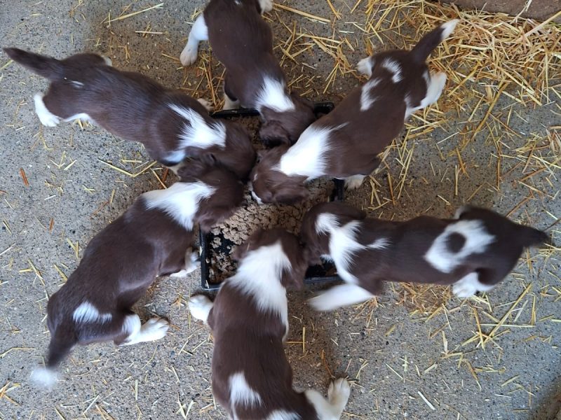 Working English Springer Spaniel Puppies