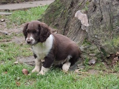 Working English Springer Spaniel Puppies