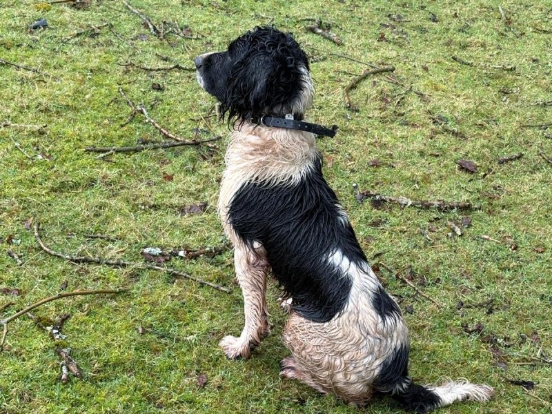 Strong KC Reg ESS puppies