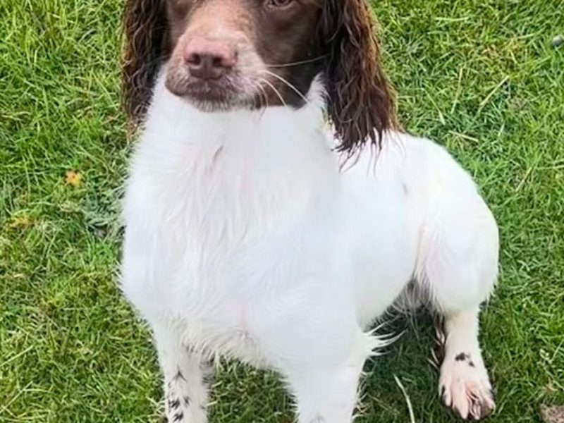 Newly trained FTCH sired ESS DOG