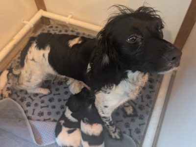KC registered working springer spaniels