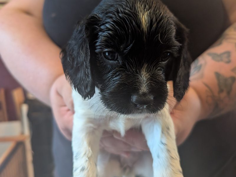 KC registered working springer spaniels