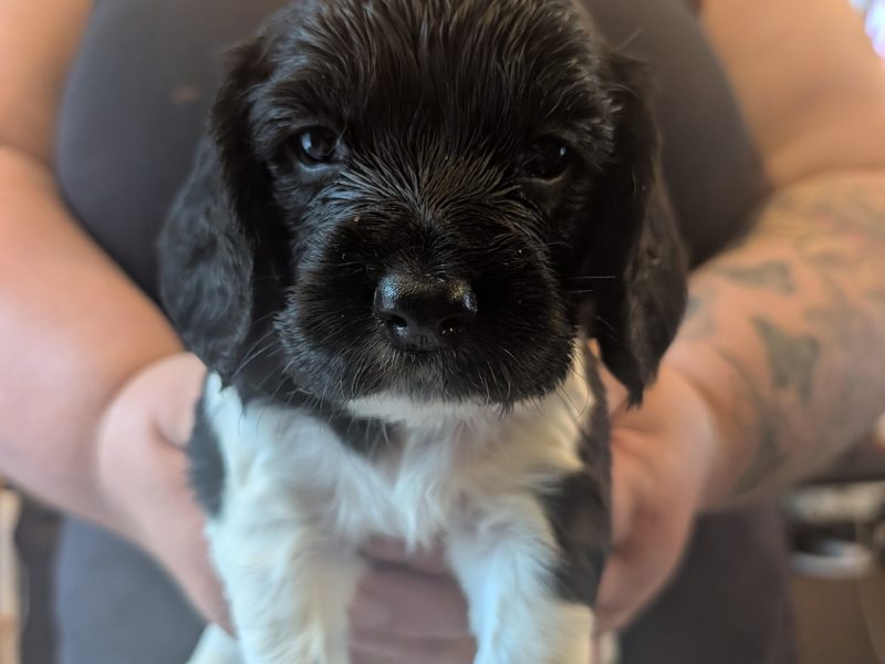 KC registered working springer spaniels