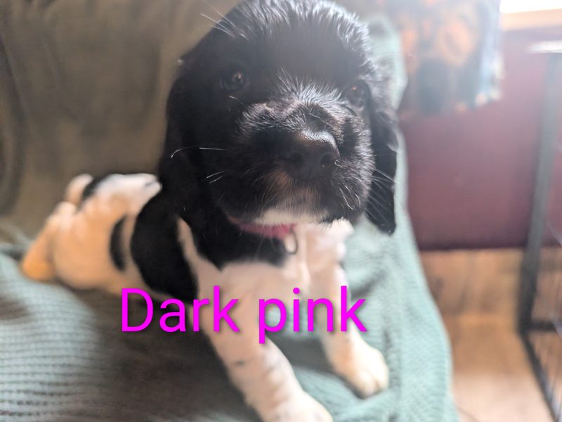 KC registered working springer spaniels