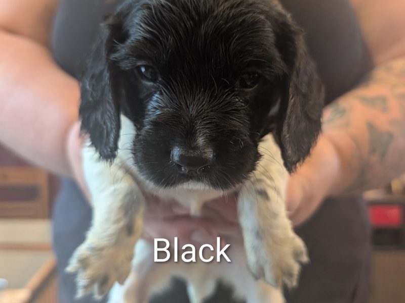 KC registered working springer spaniels