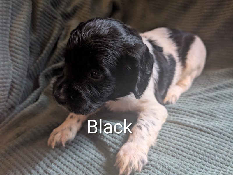 KC registered working springer spaniels