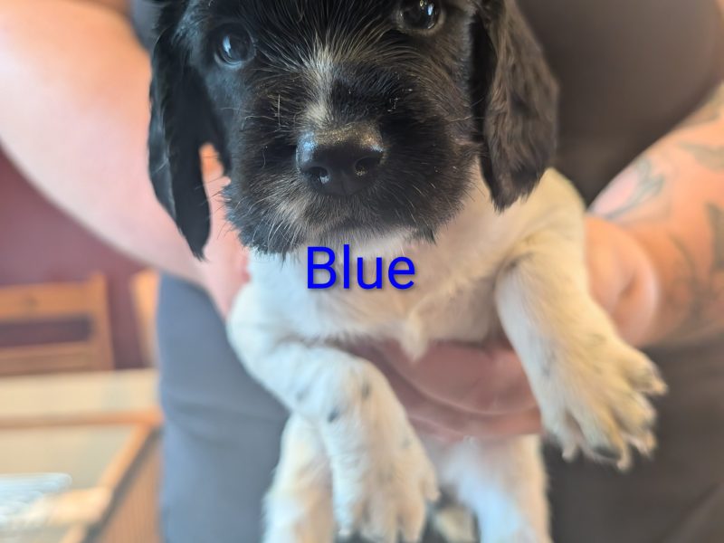 KC registered working springer spaniels