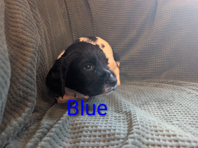 KC registered working springer spaniels