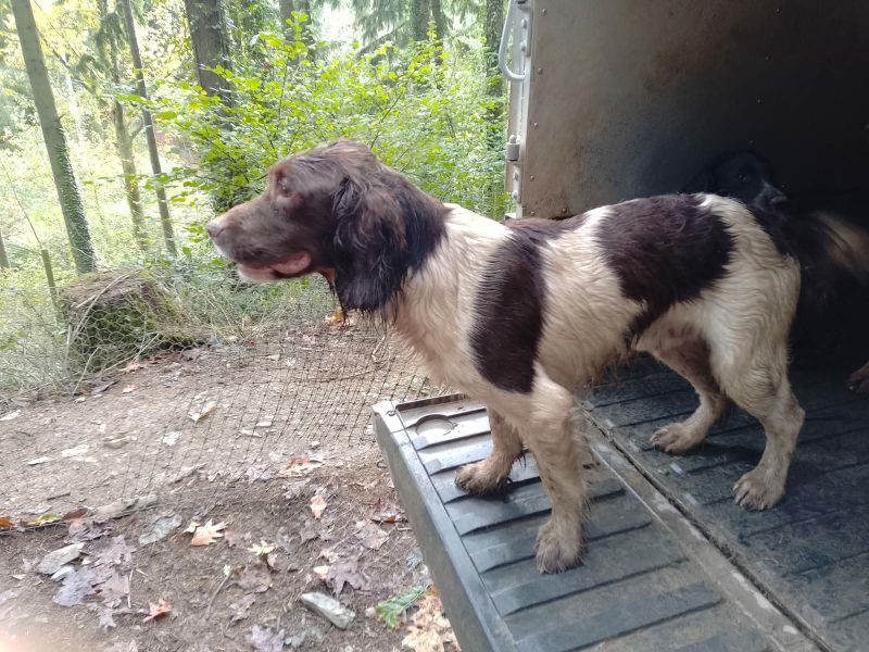 KC registered working springer spaniels