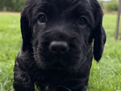 5 Gorgeous working cocker spaniel puppies