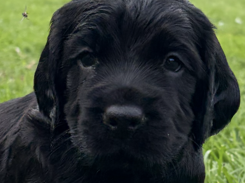 5 Gorgeous working cocker spaniel puppies