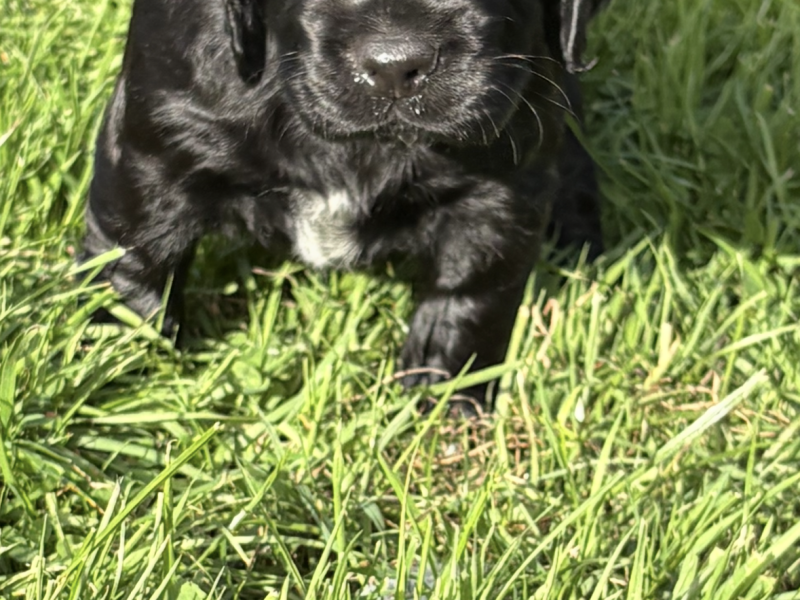 5 Gorgeous working cocker spaniel puppies