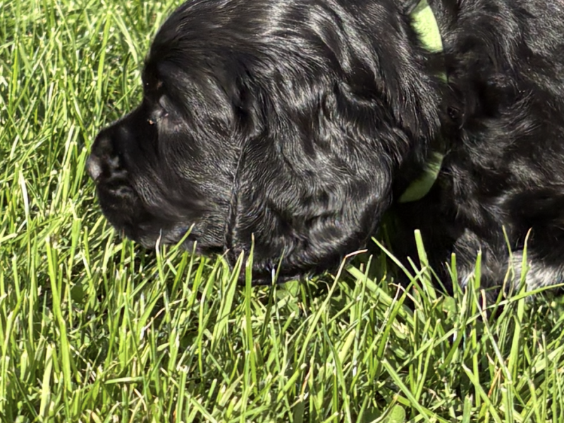 5 Gorgeous working cocker spaniel puppies
