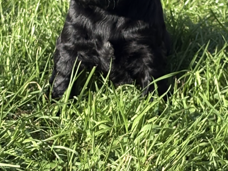 5 Gorgeous working cocker spaniel puppies
