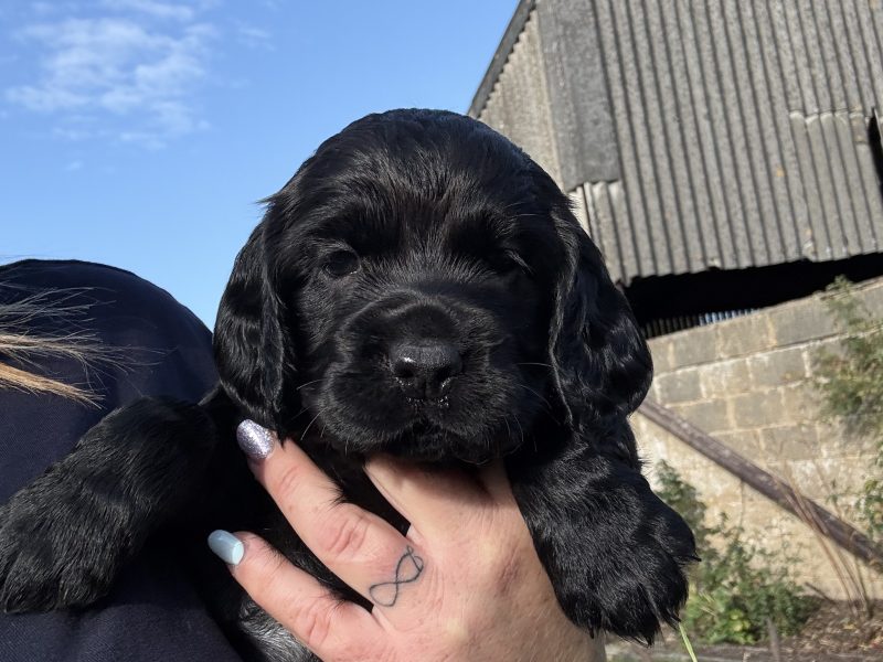 5 Gorgeous working cocker spaniel puppies