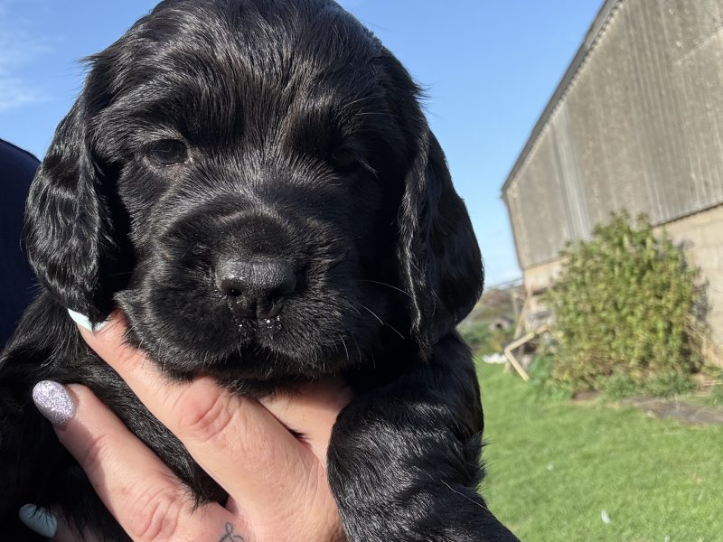 5 Gorgeous working cocker spaniel puppies