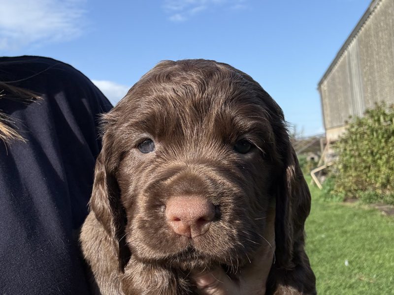 5 Gorgeous working cocker spaniel puppies