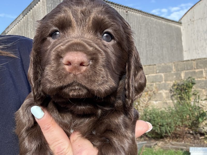 5 Gorgeous working cocker spaniel puppies