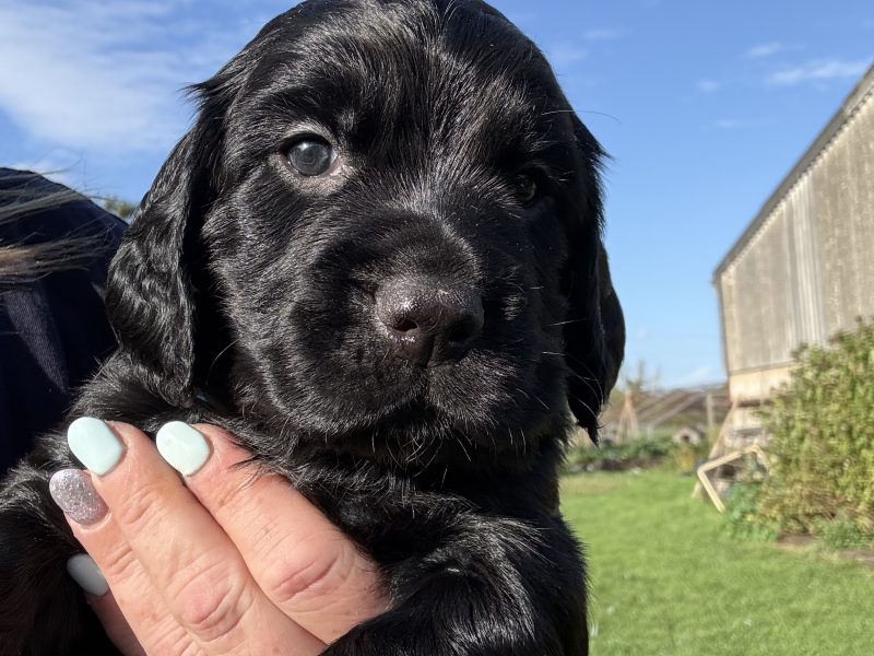 5 Gorgeous working cocker spaniel puppies