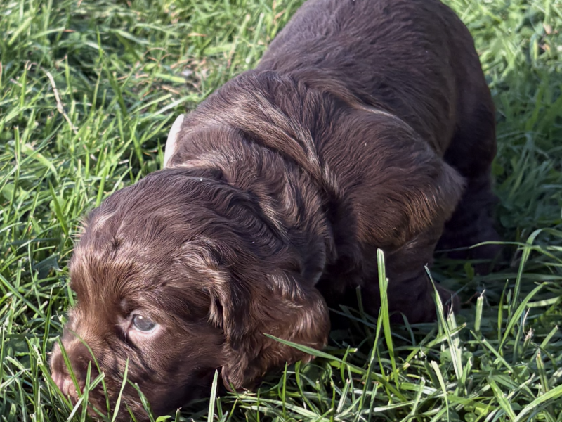 5 Gorgeous working cocker spaniel puppies