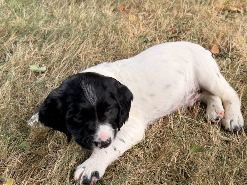 Strong KC Reg ESS puppies