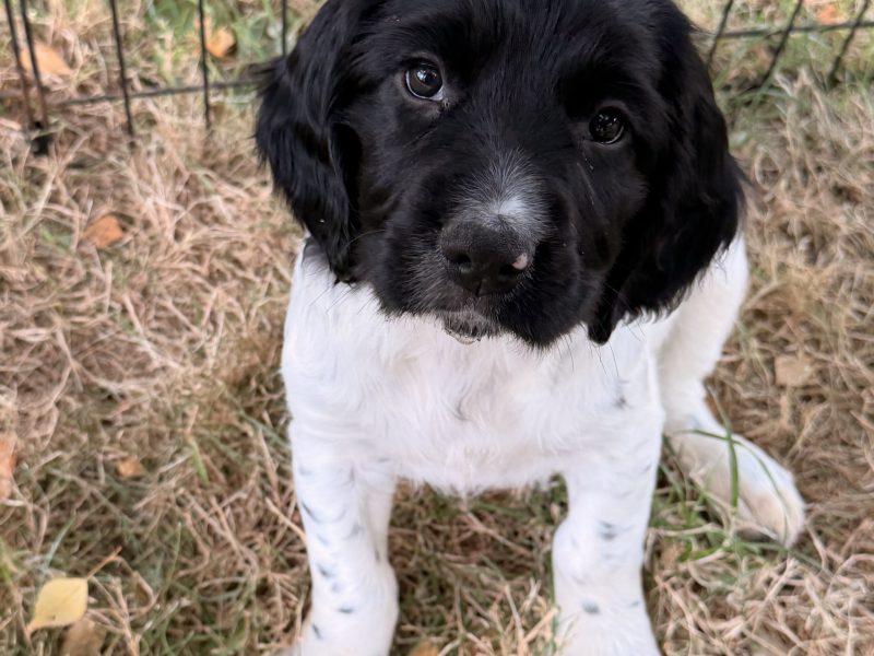 Strong KC Reg ESS puppies