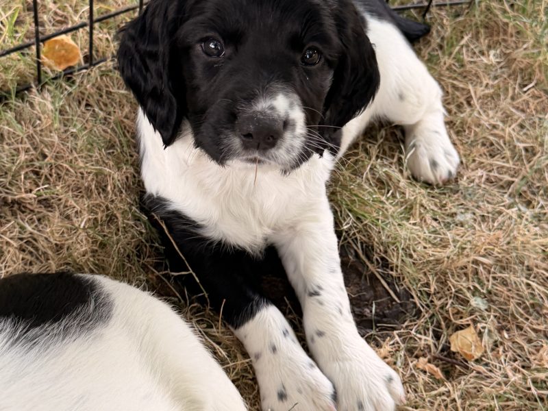 Strong KC Reg ESS puppies