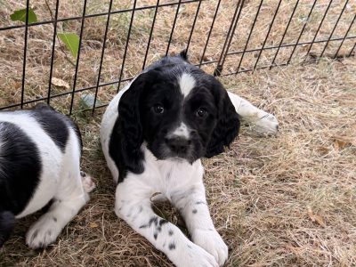 Strong KC Reg ESS puppies