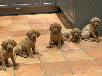 Vizslador puppies