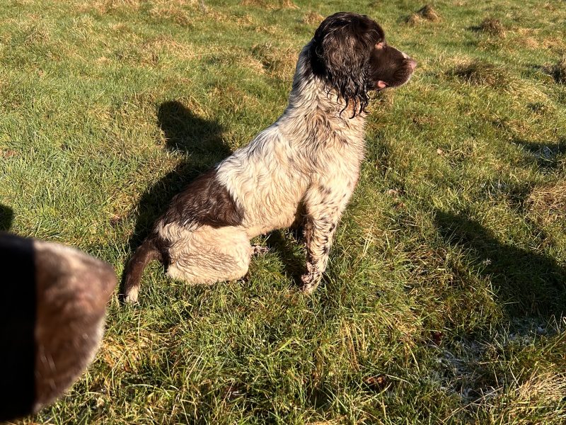 Strong KC Reg ESS puppies