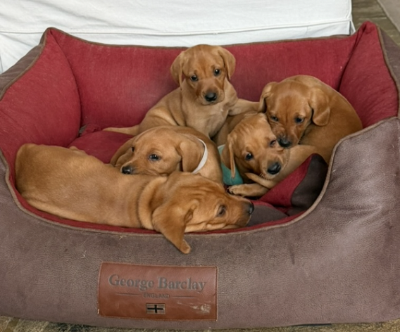 Vizslador puppies
