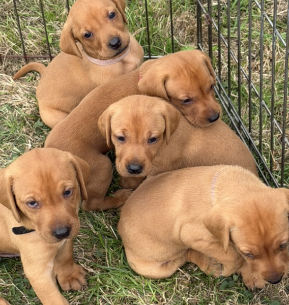 Vizslador puppies