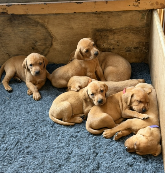 Vizslador puppies