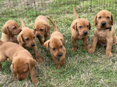 Vizslador puppies