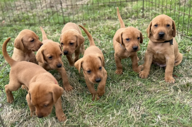 Vizslador puppies
