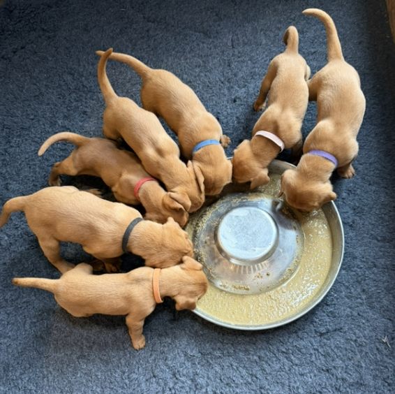 Vizslador puppies