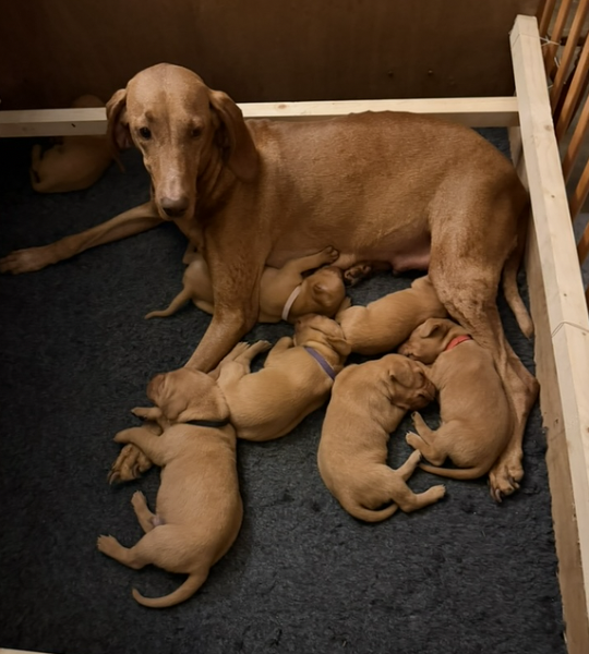 Vizslador puppies