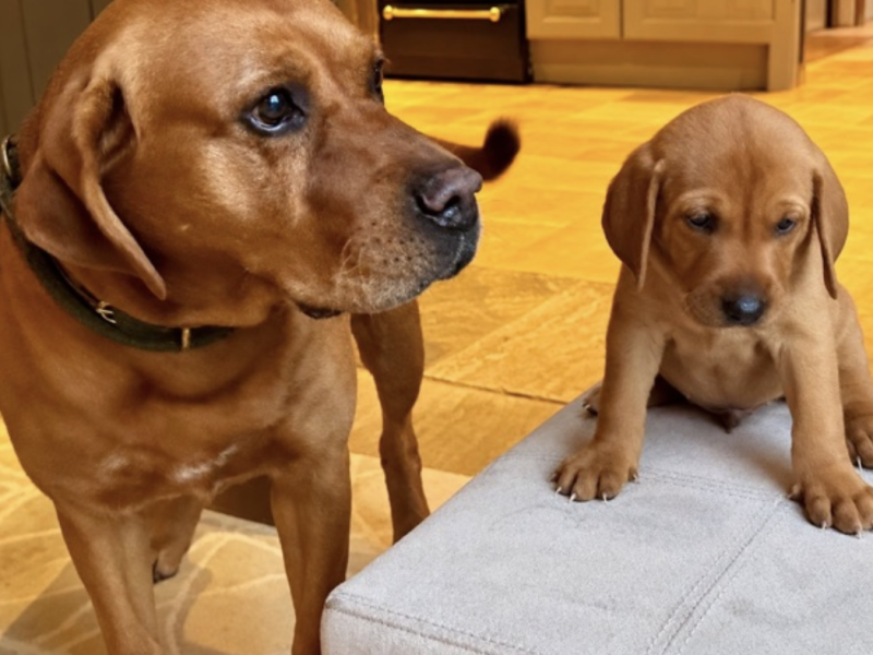 Vizslador puppies