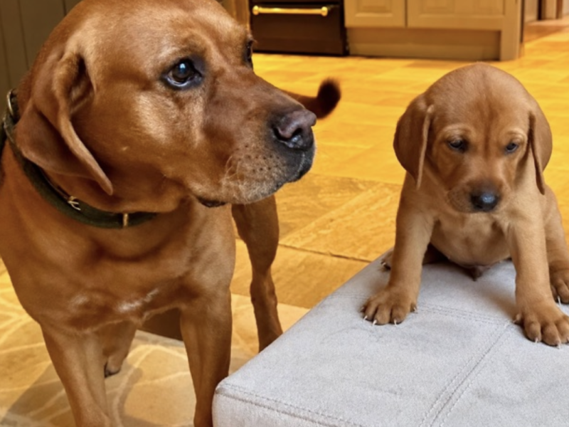 Vizslador puppies