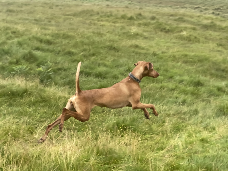 Vizslador puppies