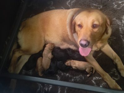 FTW working Labrador puppies black and yellow