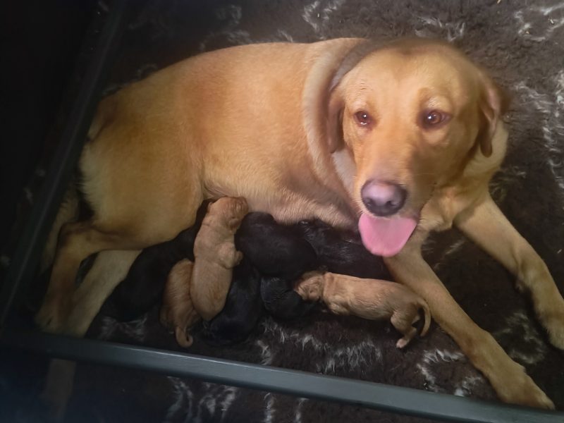 FTW working Labrador puppies black and yellow
