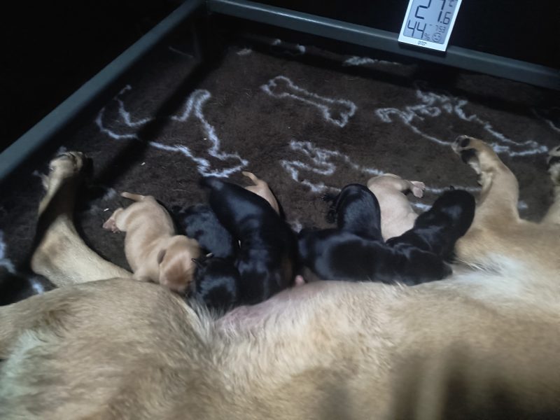FTW working Labrador puppies black and yellow