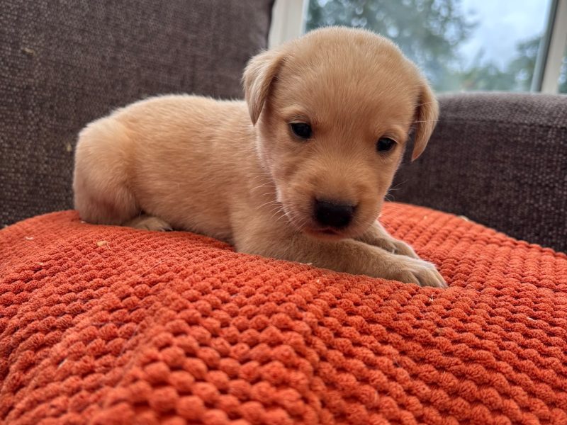 Kc registered working Labrador puppies