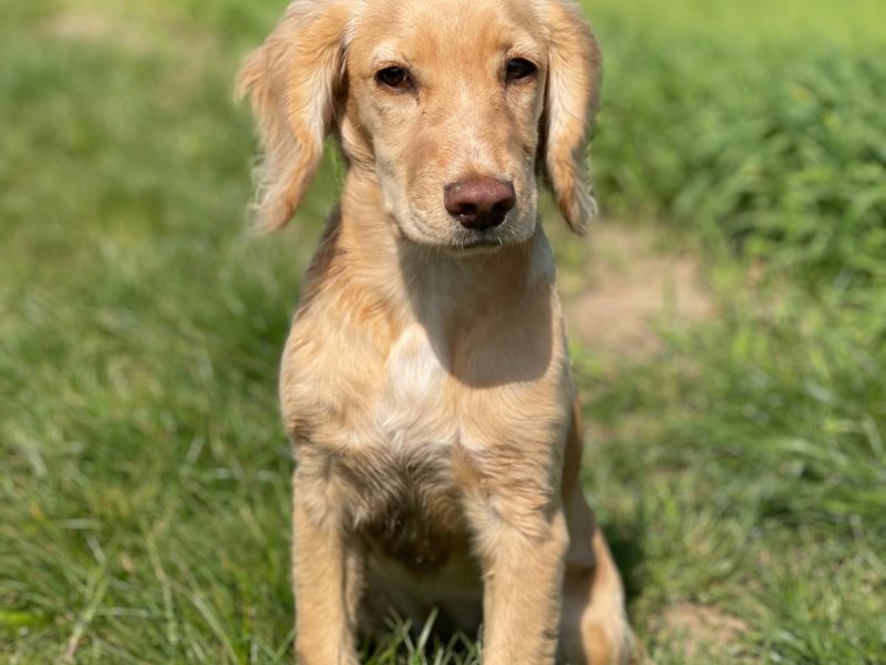 KC registered working cocker spaniel puppies - due 27th November.